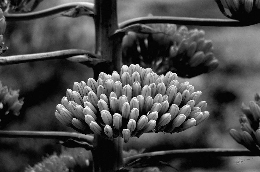 Nature Photograph - Agave Buds by Vicki Pelham