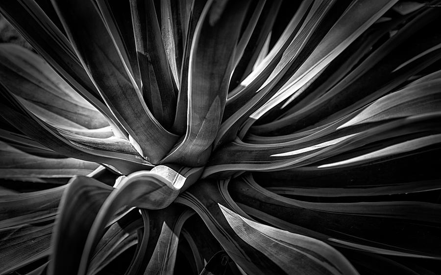 Agave Burst by Lynn Palmer Agave Burst by Lynn Palmer