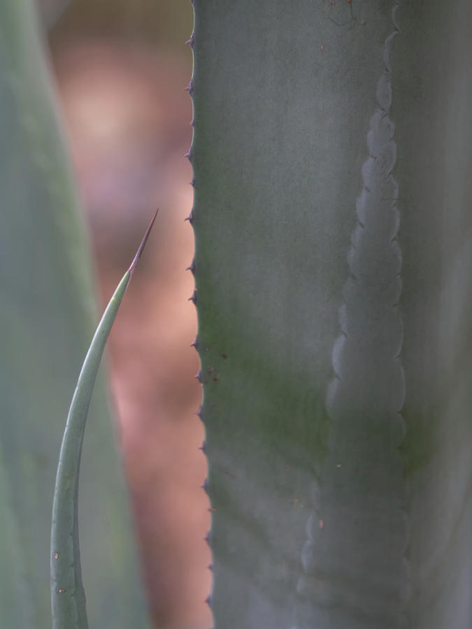 Agave Cactus Abstract Photograph by Tam Ryan