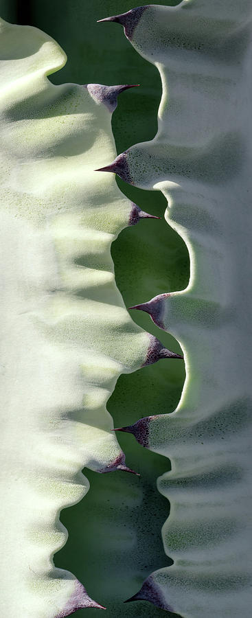 Agave Cactus Photograph by Christopher Johnson
