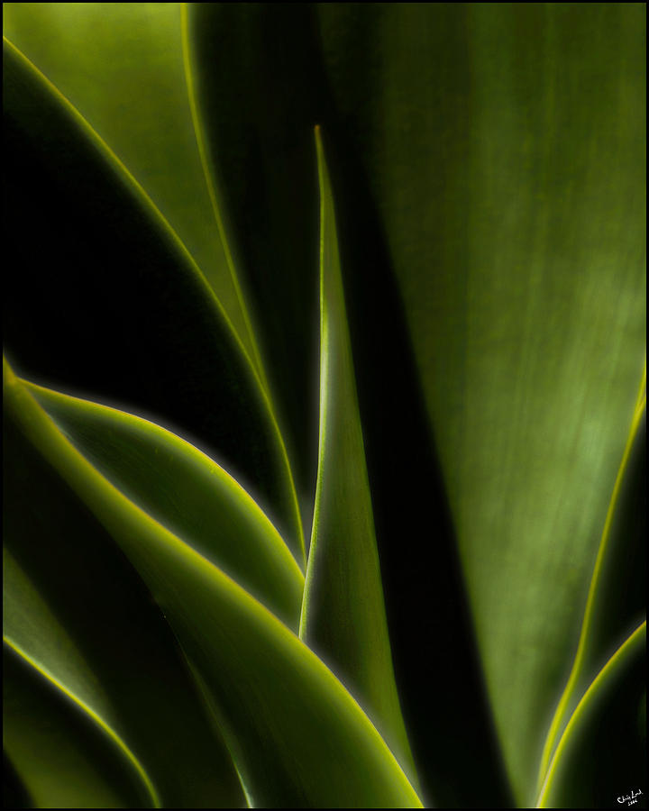 Agave Photograph by Chris Lord