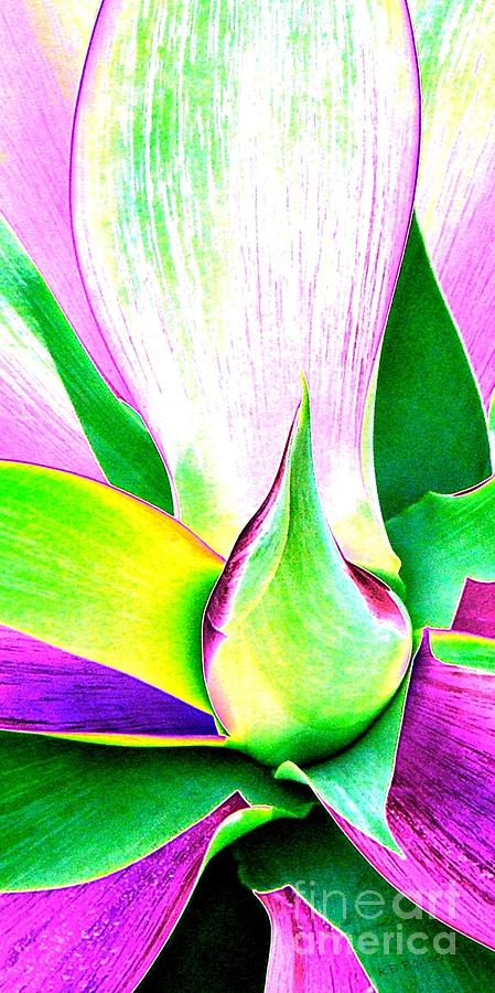 Agave Color Photograph by Kevin B Bohner