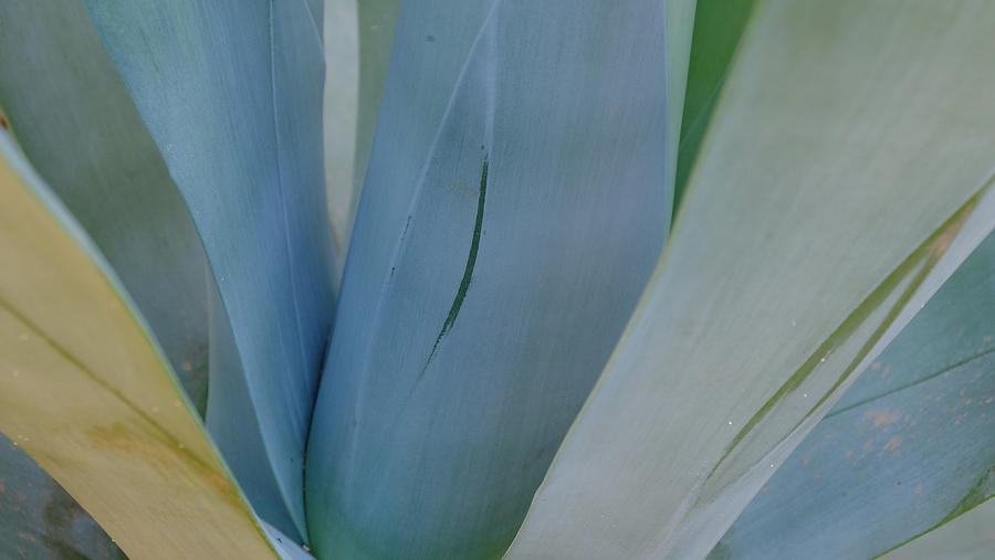 Agave Colors by August Timmermans Agave Colors by August Timmermans