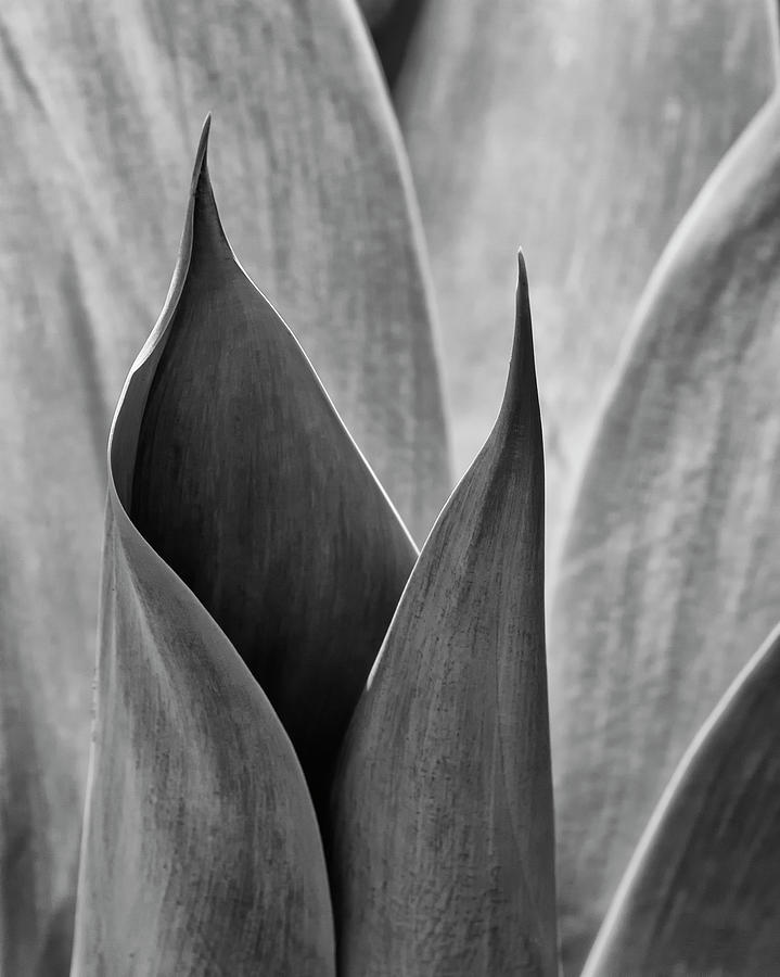 Agave Curves Photograph by Guy Shultz - Fine Art America