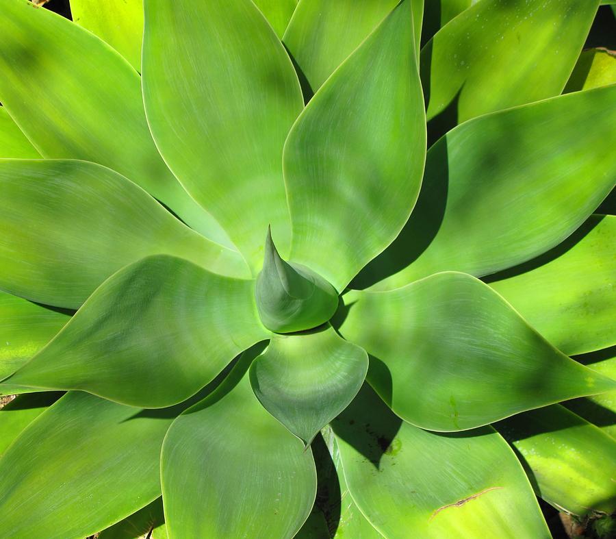 Agave Delight Photograph by Candace Garcia