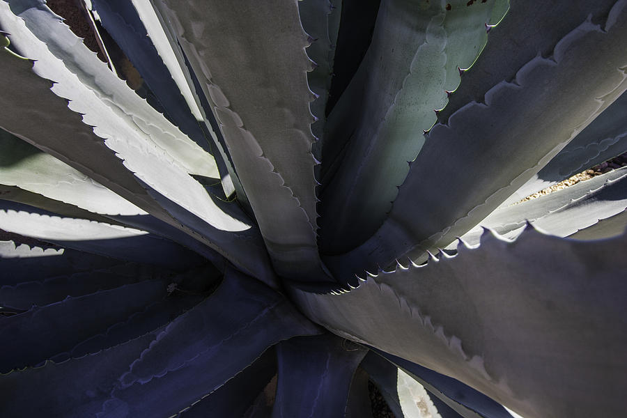 Agave Detail Photograph by Doug Scrima