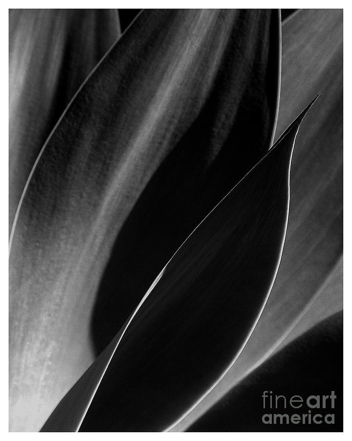 Agave Photograph by Elizabeth McPhee | Fine Art America