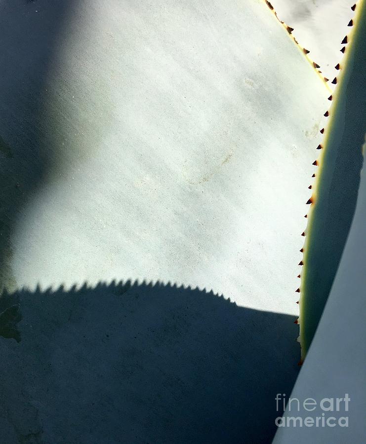 Agave guingola Photograph by Eric Suchman