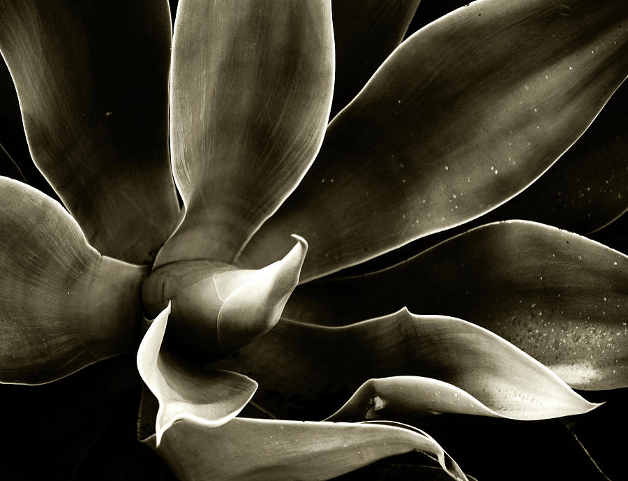 Agave in Sepia Photograph by Tianxin Zheng - Fine Art America