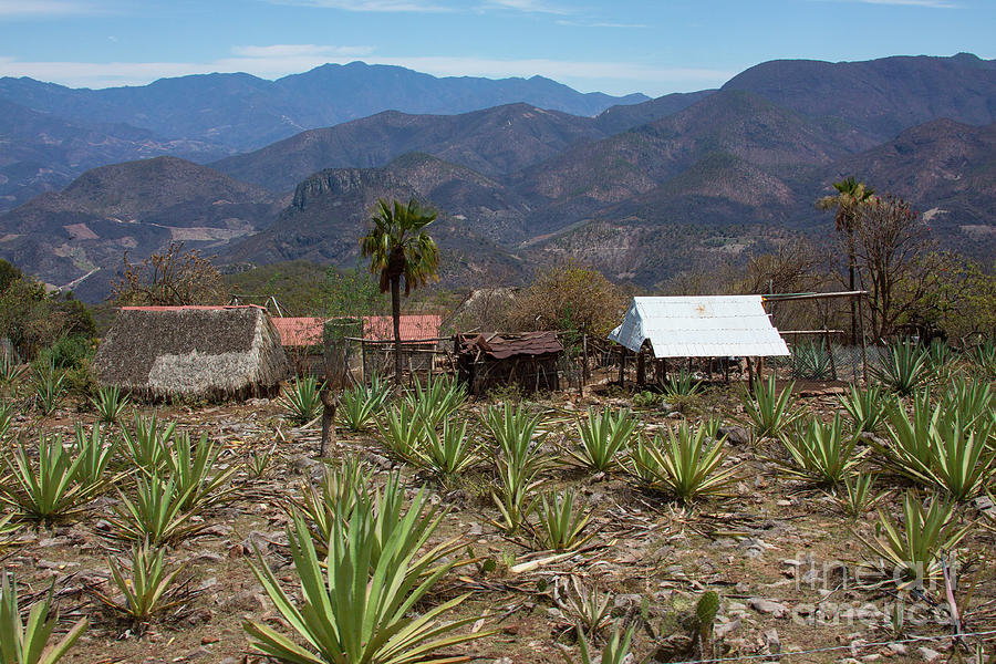 Agave in the Mountains Photograph by Jim Schmidt MN