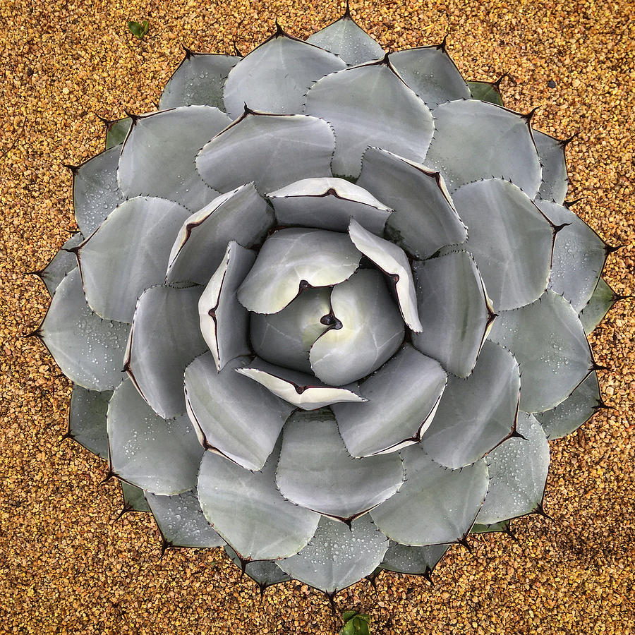Agave in the round  Photograph by Denise Elfenbein