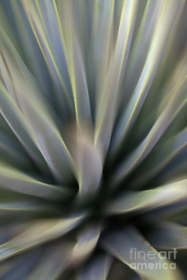 Agave Photograph by James Moore
