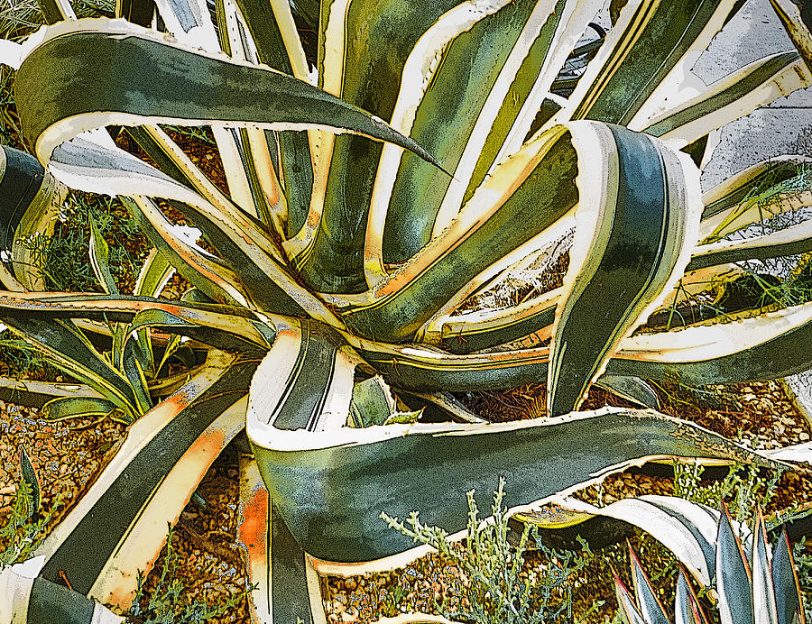 Agave Photograph by Jessica Levant