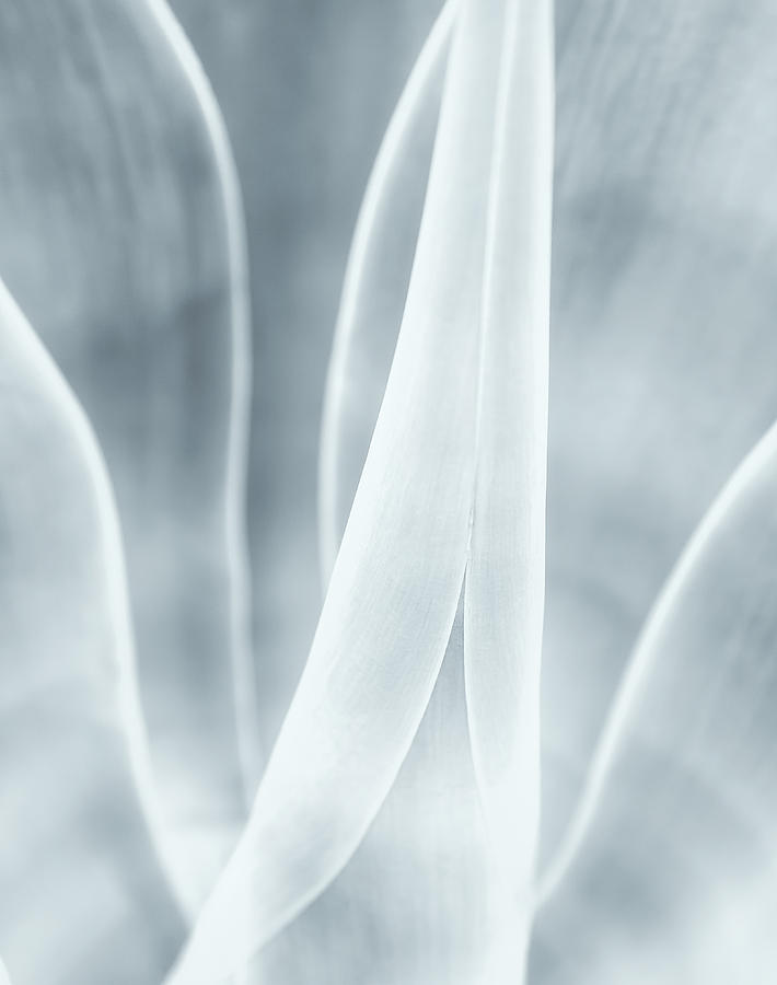 Agave  Photograph by Jonathan Nguyen