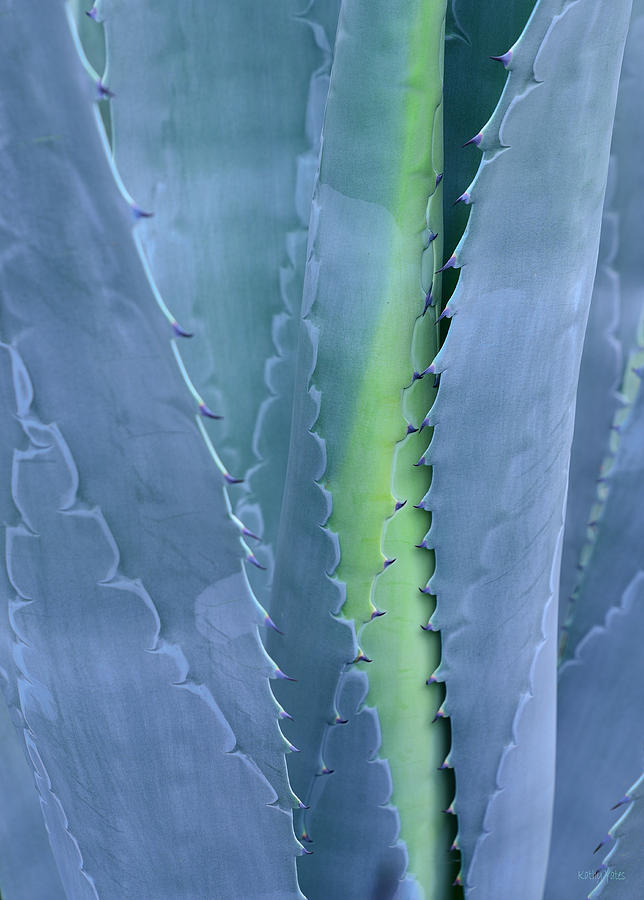 Agave Photograph by Kathy Yates