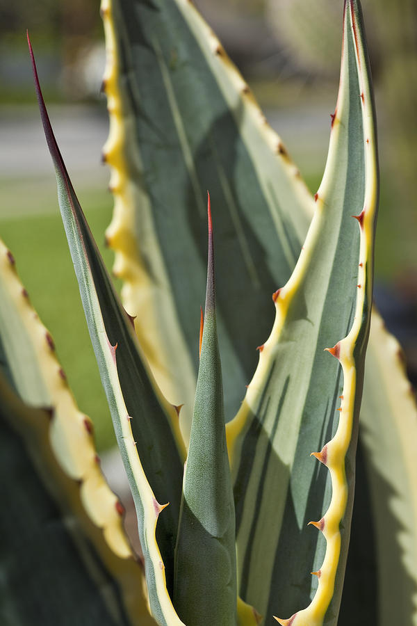 Agave Photograph - Agave by Kelley King