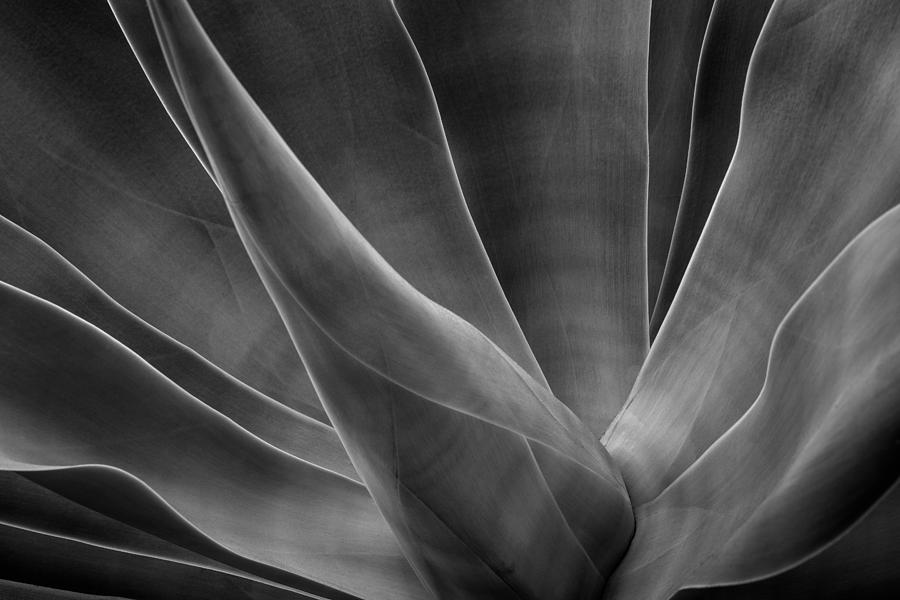 Agave Leaves BW Photograph by Rick Strobaugh