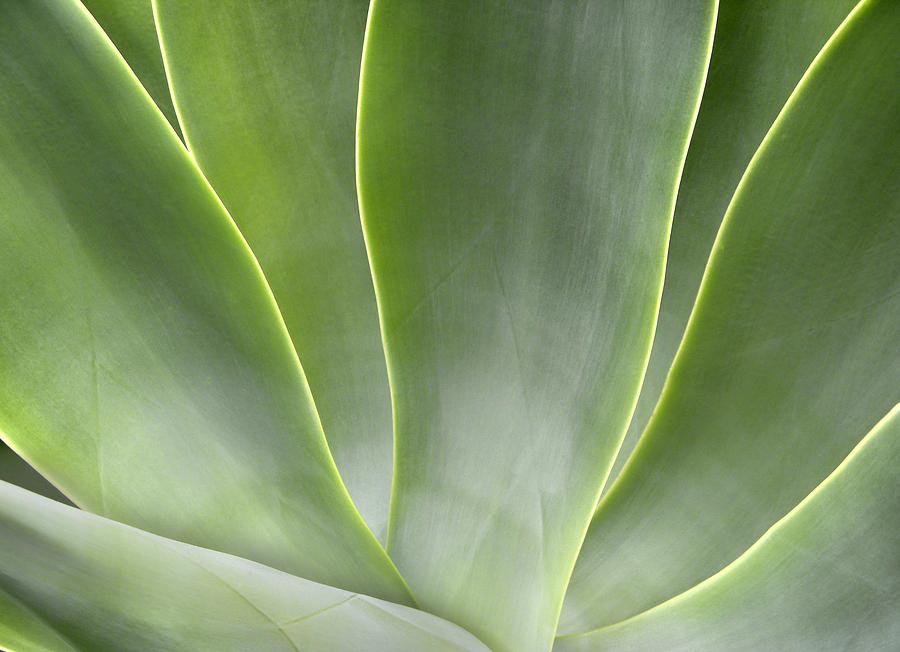 Abstract Photograph - Agave Leaves by Rich Franco