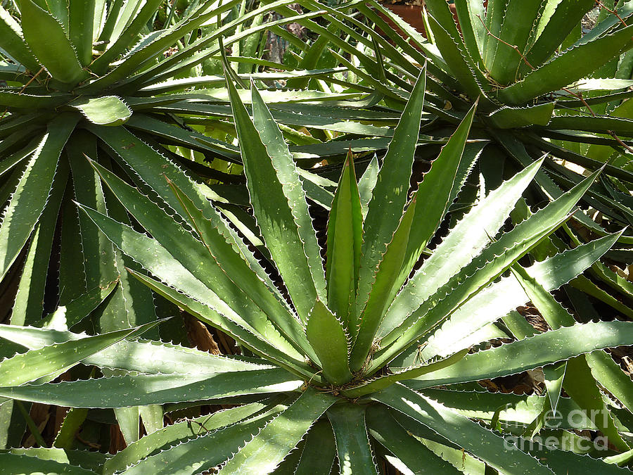 Agave Lechuguilla Photograph by Tim Hightower