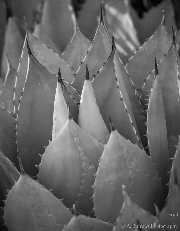 Agave Light Photograph by Aaron Burrows