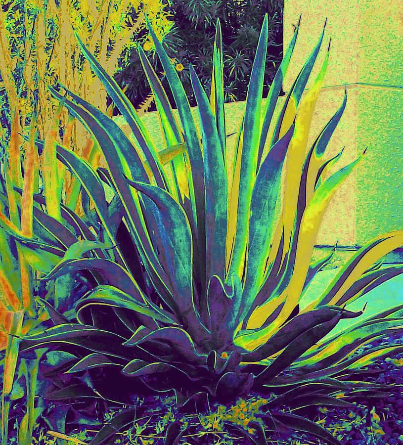 Agave Maria Photograph by Randall Weidner