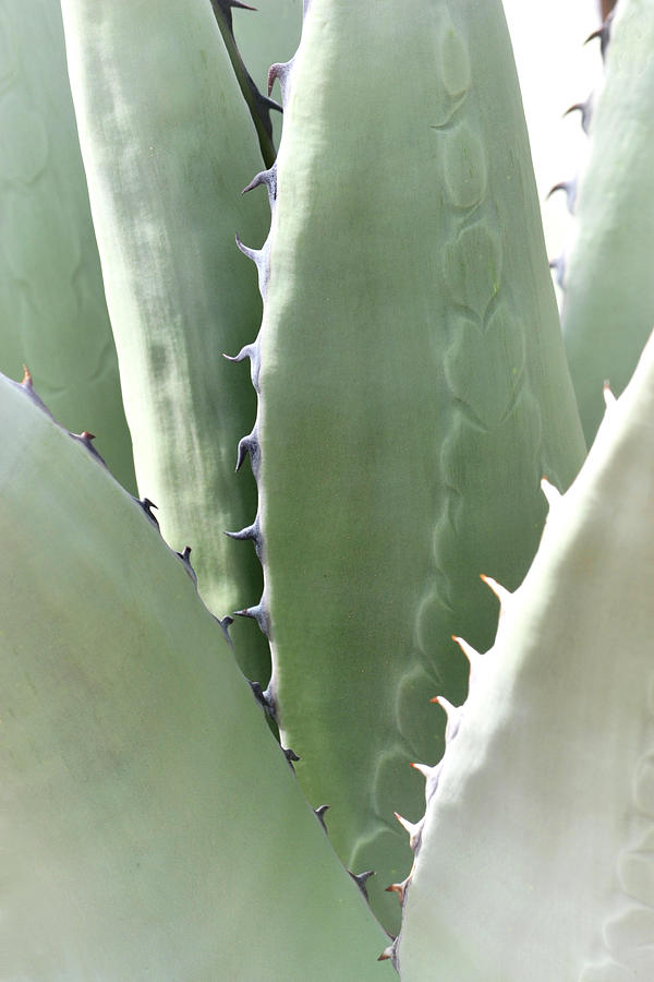 Agave Photograph by Nadalyn Larsen