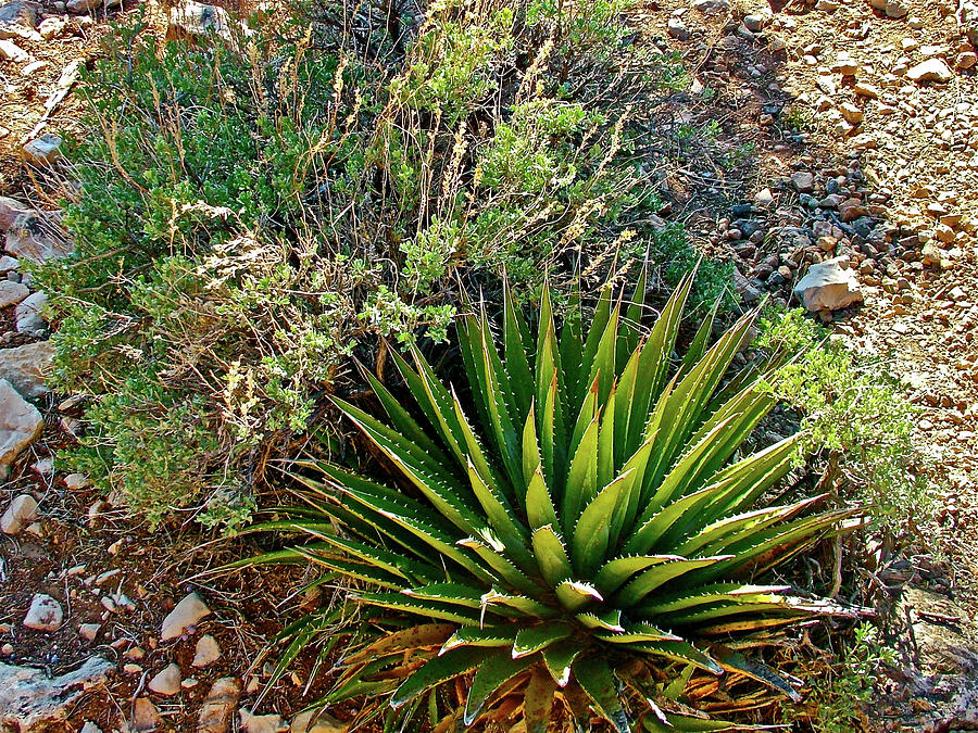 Agave near Pima Point on South Rim Trail of Grand Canyon National Park-Arizona   Photograph by Ruth Hager