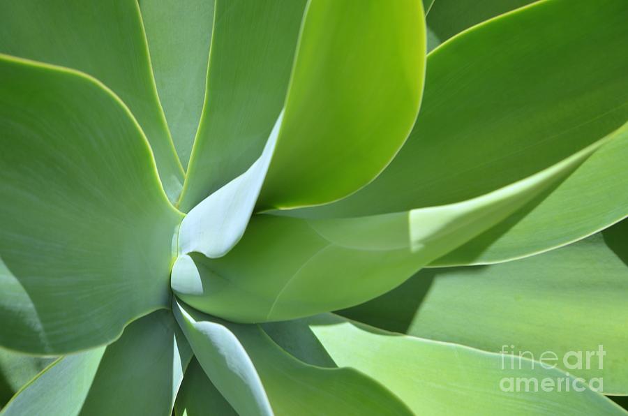 Agave No 3 Photograph by Mary Deal