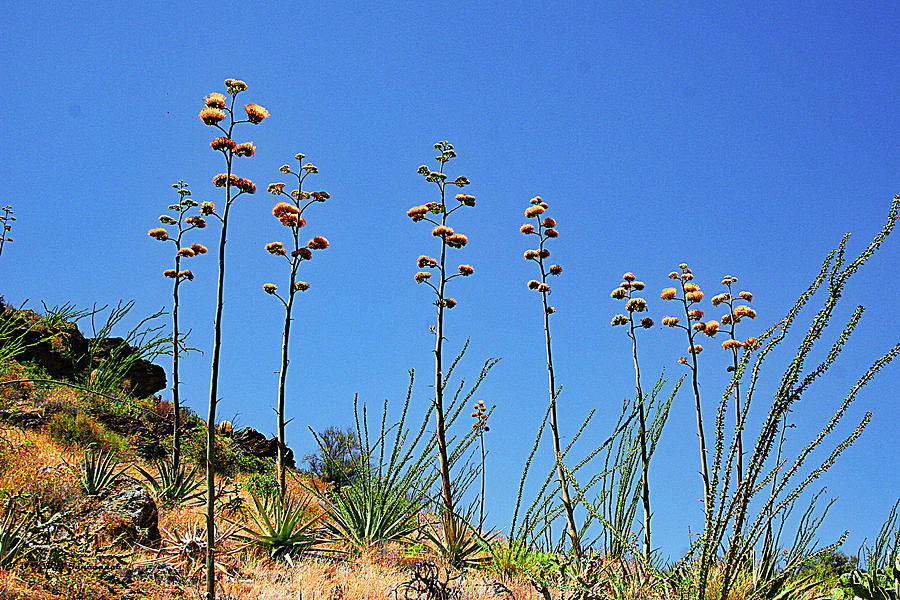 Agave On The Hill Digital Art by Tom Janca
