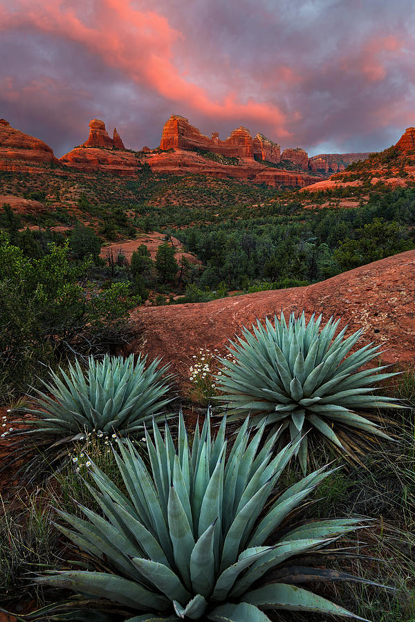 Arizona Photograph - Agave On The Rocks by Guy Schmickle