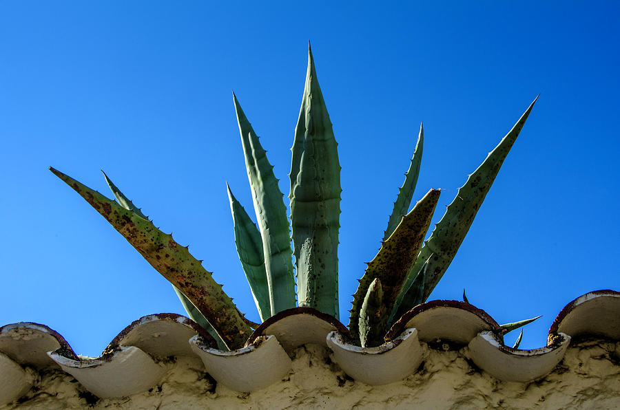 Agave on the roof Photograph by Wolfgang Stocker
