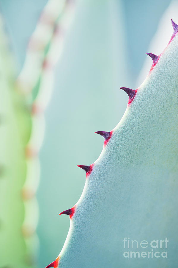 Abstract Photograph - Agave Parryi Abstract by Tim Gainey