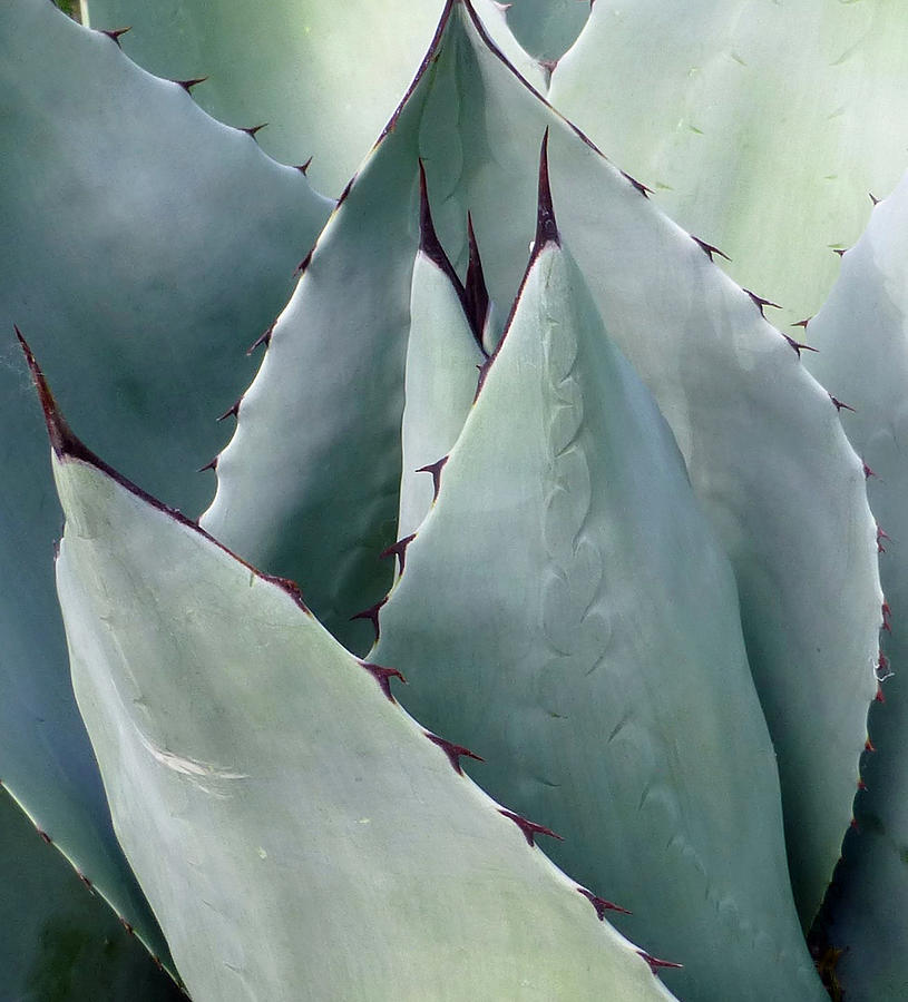 Agave Parryi Photograph by Claudia Goodell