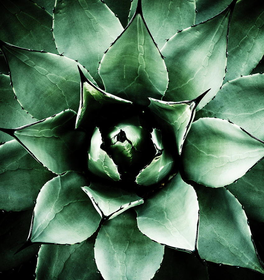 Nature Photograph - Agave Parryi by Frank Tschakert
