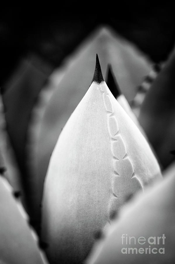 Agave Parryi Monochrome Photograph by Tim Gainey