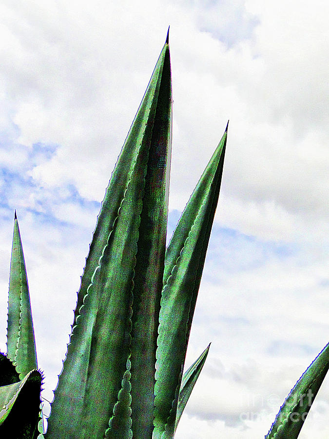 Agave Patterns II Photograph by Al Bourassa