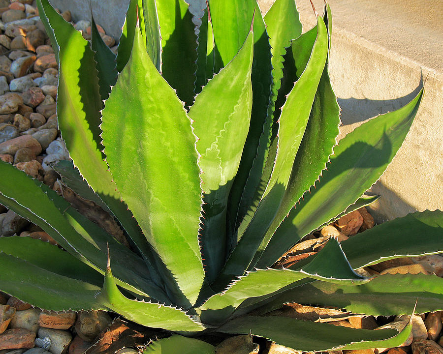 Agave Plant Photograph by Connie Fox