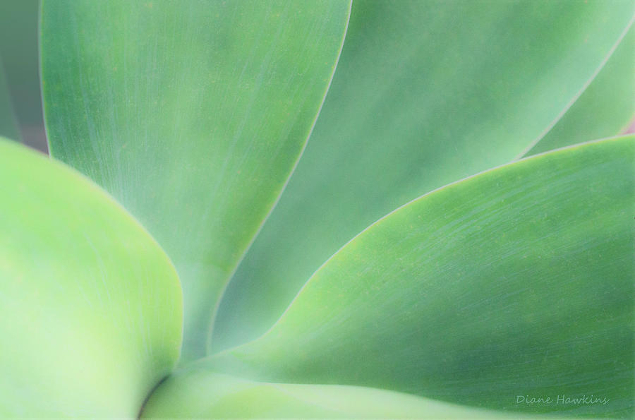 Agave Plant Photograph