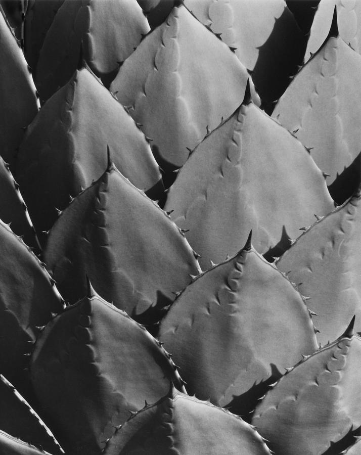 Agave Plant Photograph by John Gilroy