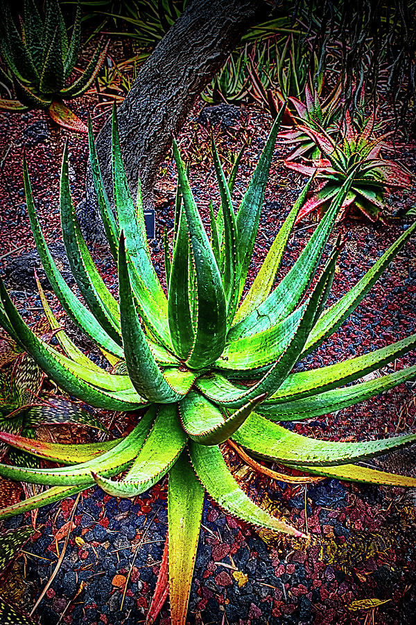 Agave Plant Photograph by Joseph Hollingsworth
