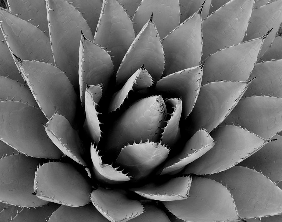 Agave Plant Photograph by Nathan Abbott