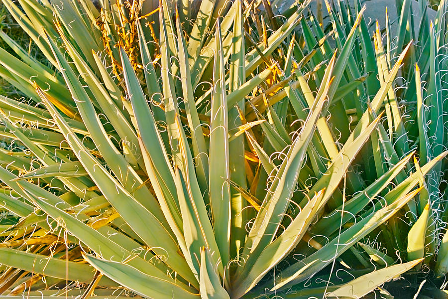 Agave Plant Photo Photograph by Peter J Sucy