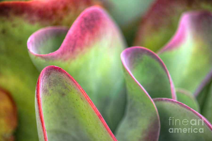 Agave Plant Succulent Photograph by David Zanzinger