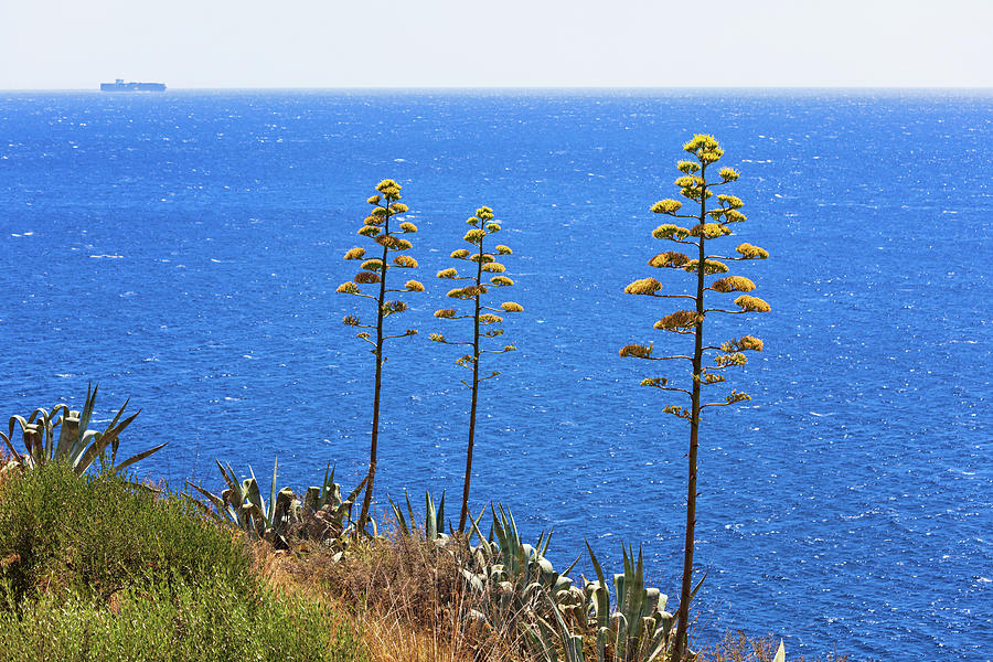 Agave Plants Near The Sea Photograph