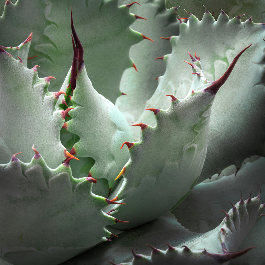 Chistina Agave