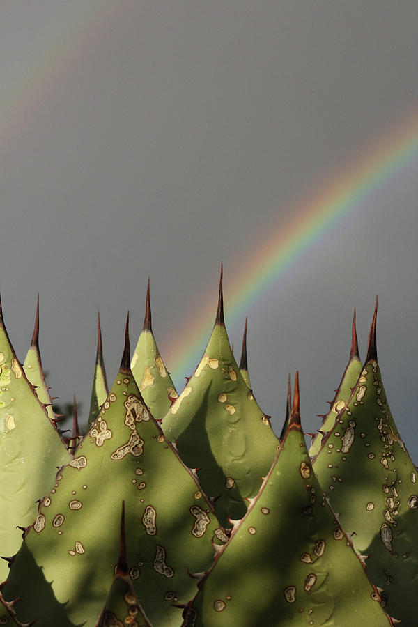 Agave Rainbow Photograph by David Diaz