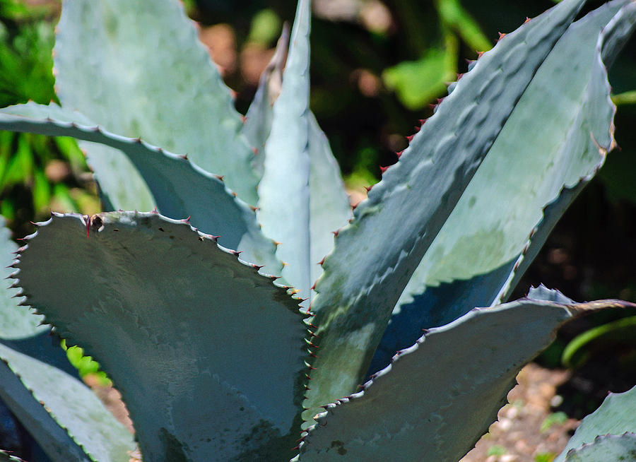 Agave Photograph by Tikvahs Hope