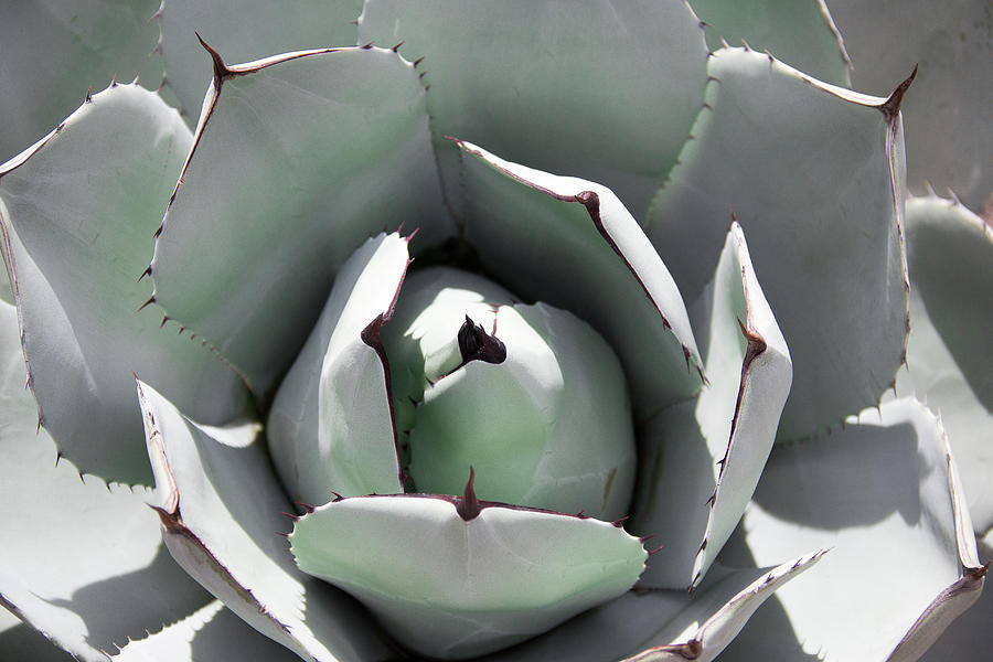 Agave Rosette  Photograph by Amy Sorvillo