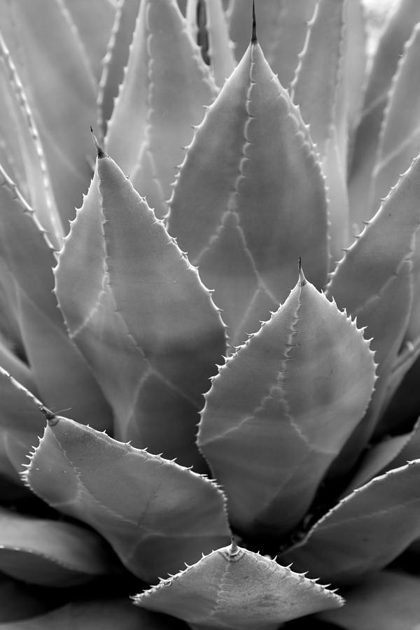 Agave Tucson Airport Photograph by Mary Bedy