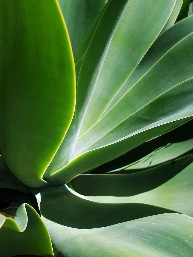 Agave Undulations No. 2 Photograph by Sandy Fisher
